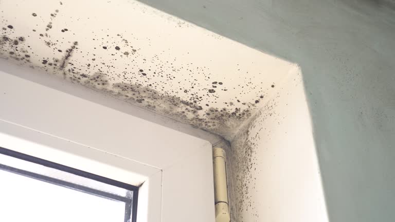 Reliable Orange Park, FL Mold Removal Solutions